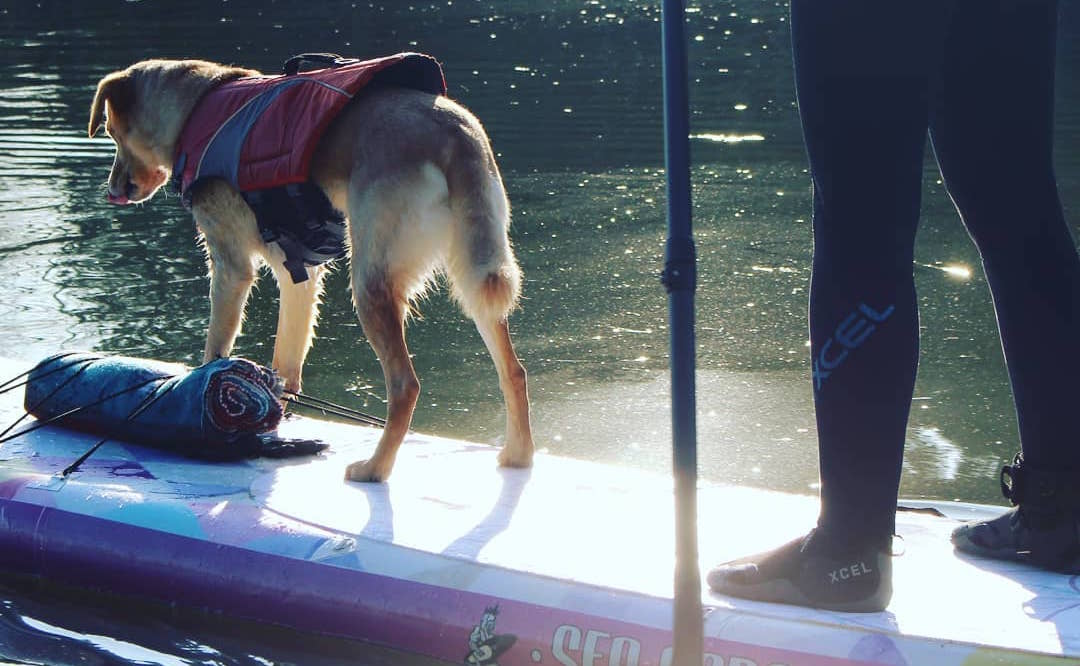 Best Inflatable Stand Up Paddle Board for Dogs 