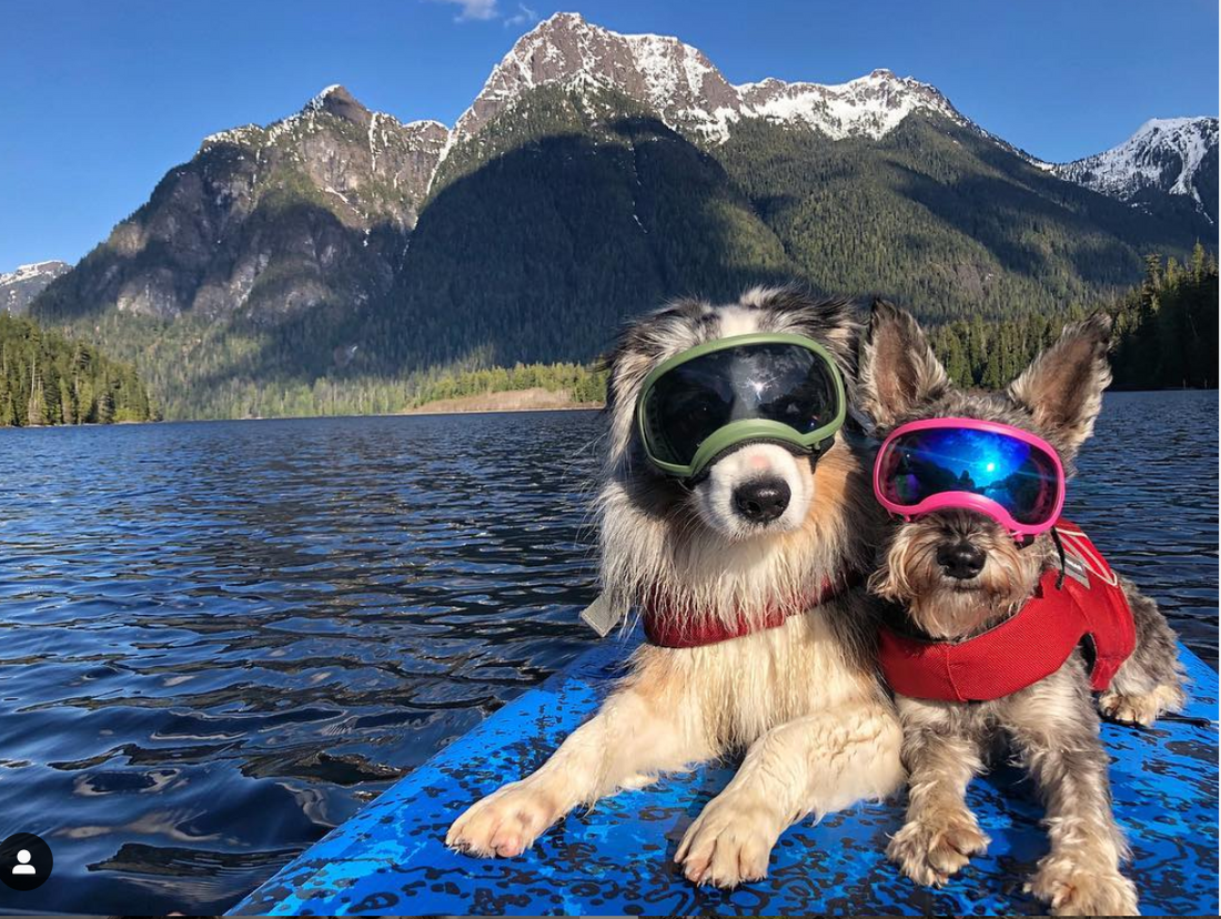 How to Safely SUP with your PUP